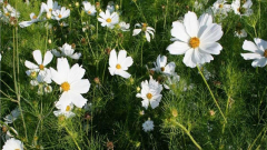 Blumenwiese Waldburg Edensbach